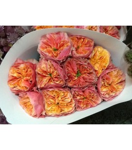 Rose Kensin Gardens 60 cm