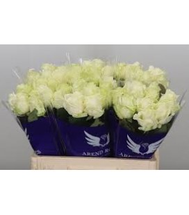 Rose Avalanche 60 Cm