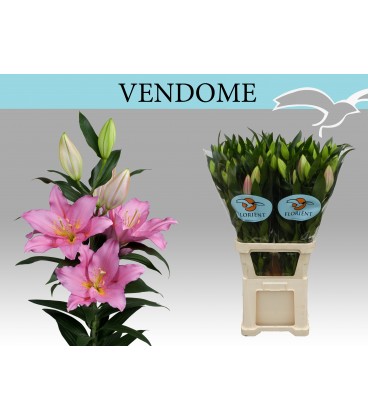 Lys Or Vendome 100cm