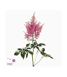 Astilbe Anita 