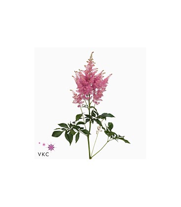 Astilbe Anita 