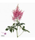 Astilbe Anita 