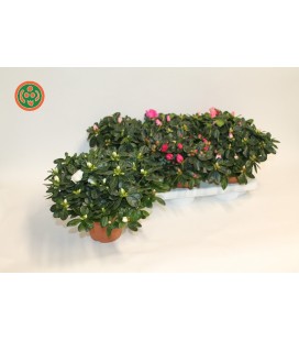 Azalée Bea Fleurie 25 cm Pot de 14