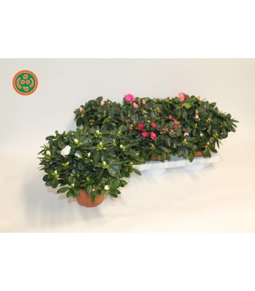 Azalée Bea Fleurie 25 cm Pot de 14