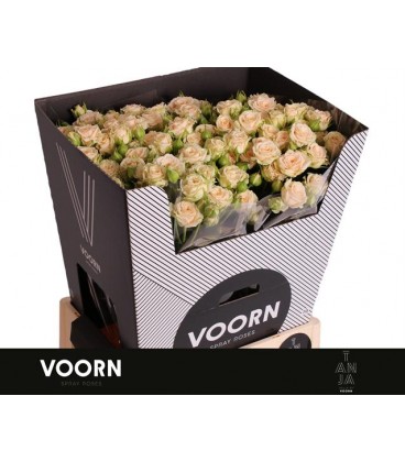 Rose Branchue Tanja 70 cm