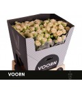 Rose Branchue Tanja 70 cm