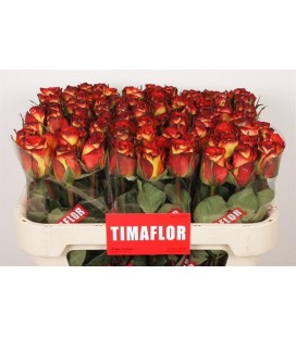 Rose Hight et magic 70 cm