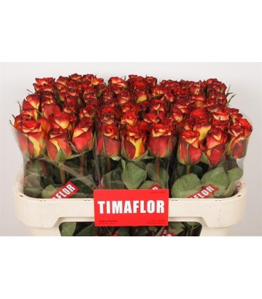 Rose Higt et magic 70 cm