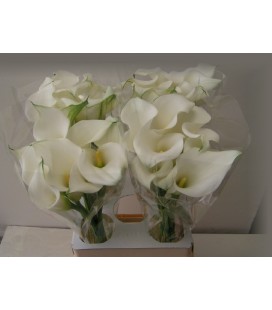 Calla Whithe Present 65 cm