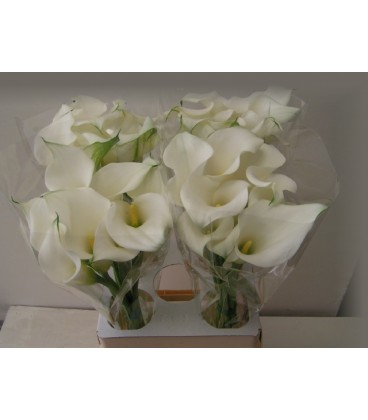 Calla Whithe Present 65 cm
