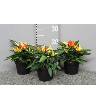 Capsicum Joker pot de 13