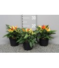 Capsicum Joker pot de 13