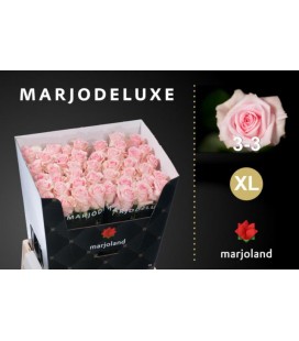 Rose Sweet Dolomiti 50 cm