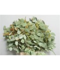 Eucalyptus Populus Baies 400 Gr