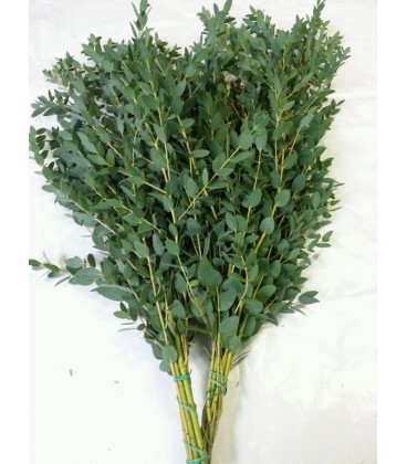 Eucalyptus Parvifolia