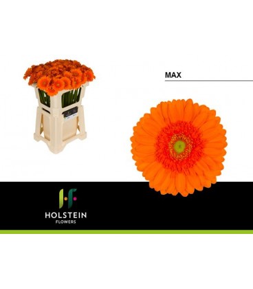 Germini Max 