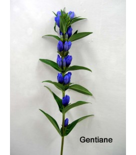 Gentiane ov 80 cm