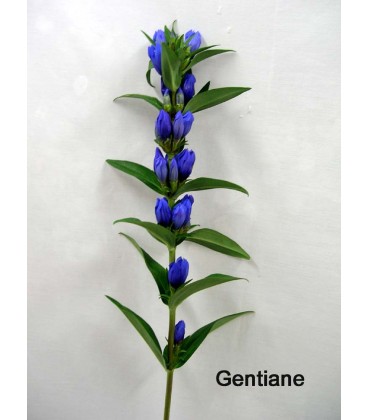 Gentiane ov 80 cm