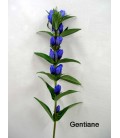 Gentiane ov 80 cm