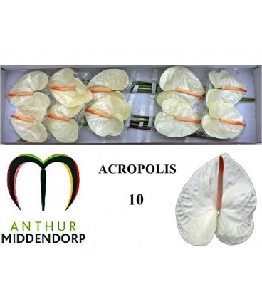 Anthurium Acropolis x10