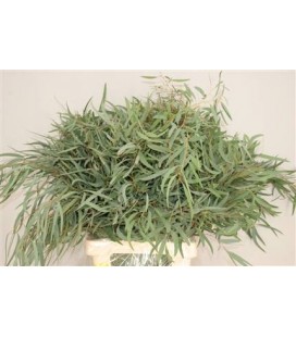 Eucalyptus Nicolii