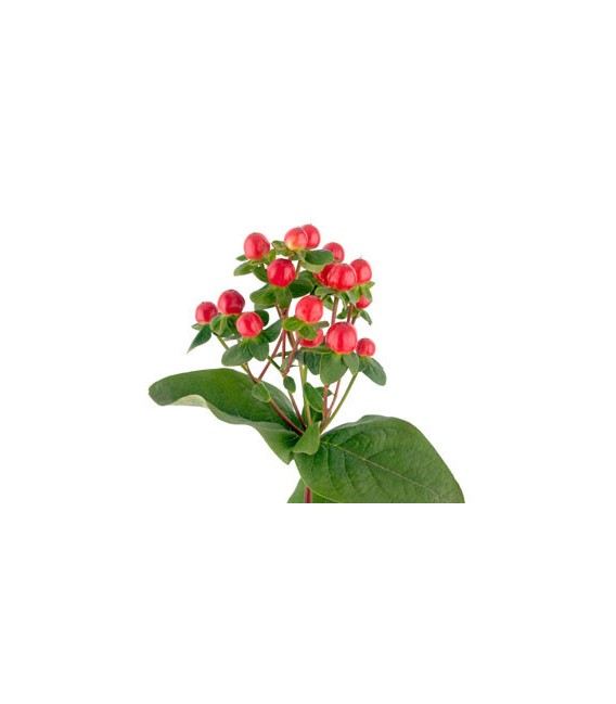 Hypericum Tomato Flair 60 cm