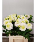 Dahlia Caro 50 cm