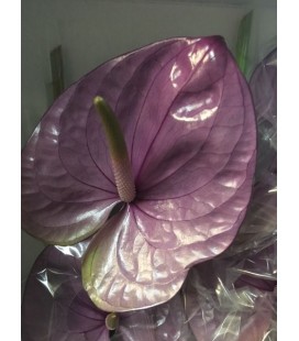 Anthurium Kaleo x10