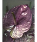 Anthurium Kaleo x10