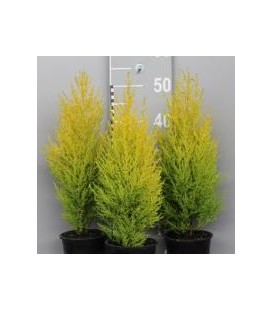 Gold crest pot de 13 h 50