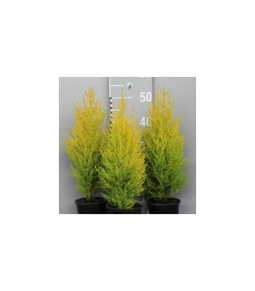 Gold crest pot de 13 h 50