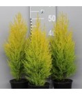 Gold crest pot de 13 h 50