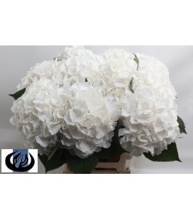 Hortensia White verena 40 cm