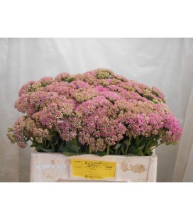 Sedum Carl 45 cm