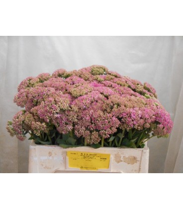 Sedum Carl 50 cm