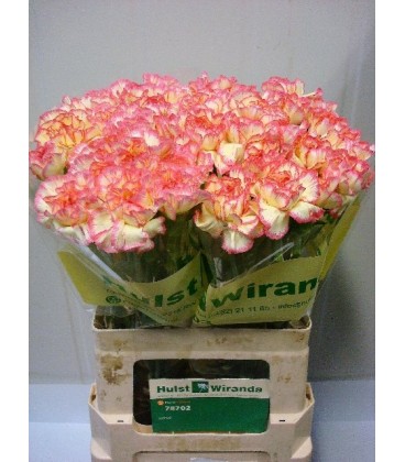 Oeillet Spritz