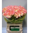 Oeillet Spritz