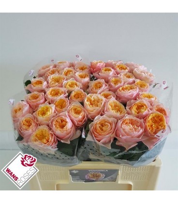 Rose Vuvuzela 50 cm