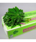 Aralia 35 Cm