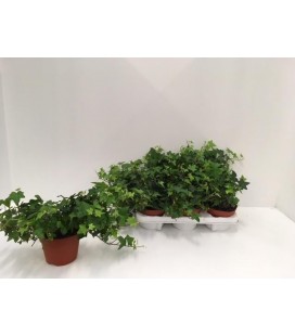 Lierre pot de 13