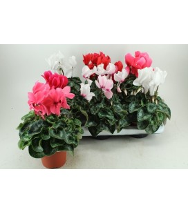 Cyclamen Halios pot de 13 