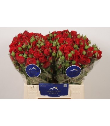 Rose Branchue Mirabelle 40 cm