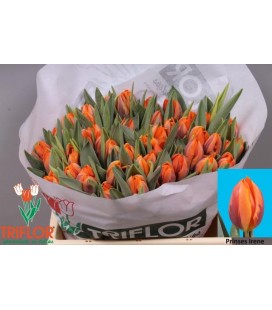 Tulipe prinses irene 