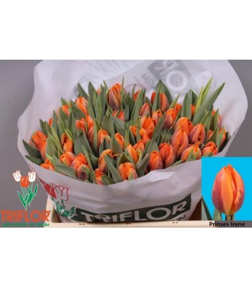 Tulipe prinses irene 