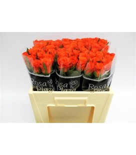 Rose Patz 60 cm