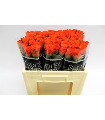 Rose Patz 60 cm