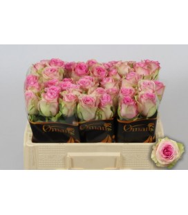 Rose Brigitte bardot 50 cm