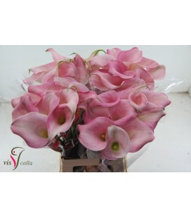 Calla Manila 60 cm