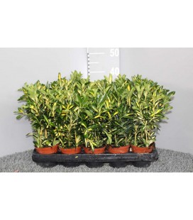Fusain Luna pot de 11