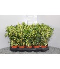Fusain Luna pot de 11